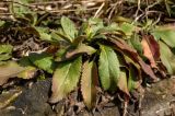 Veronica spicata subspecies bashkiriensis. Перезимовавшее растение. Свердловская обл., высокий левый берег р. Исеть ниже дер. Бекленищева (порог Ревун), скальные обнажения за порогом. 16 апреля 2016 г.