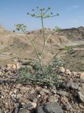 Ferula syreitschikowii. Зацветающее растение. Казахстан, южные отроги Джунгарского Алатау в 25 км западнее с. Коктал. 21 апреля 2016 г.