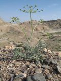 Ferula syreitschikowii