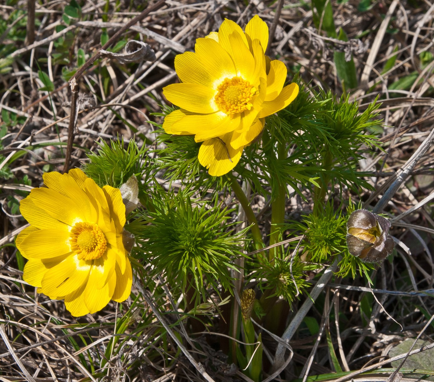 Изображение особи Adonis vernalis.