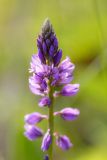 Polygala comosa