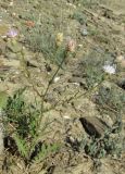 Klasea erucifolia. Цветущее растение. Крым, окр. г. Судак, п-ов Меганом, степной склон. 27 мая 2016 г.
