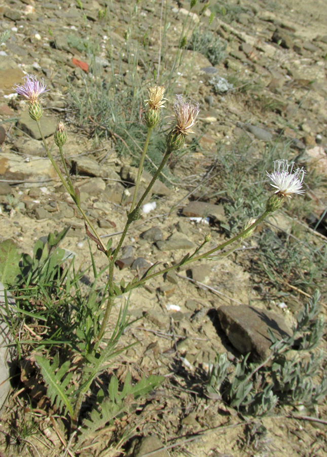 Изображение особи Klasea erucifolia.