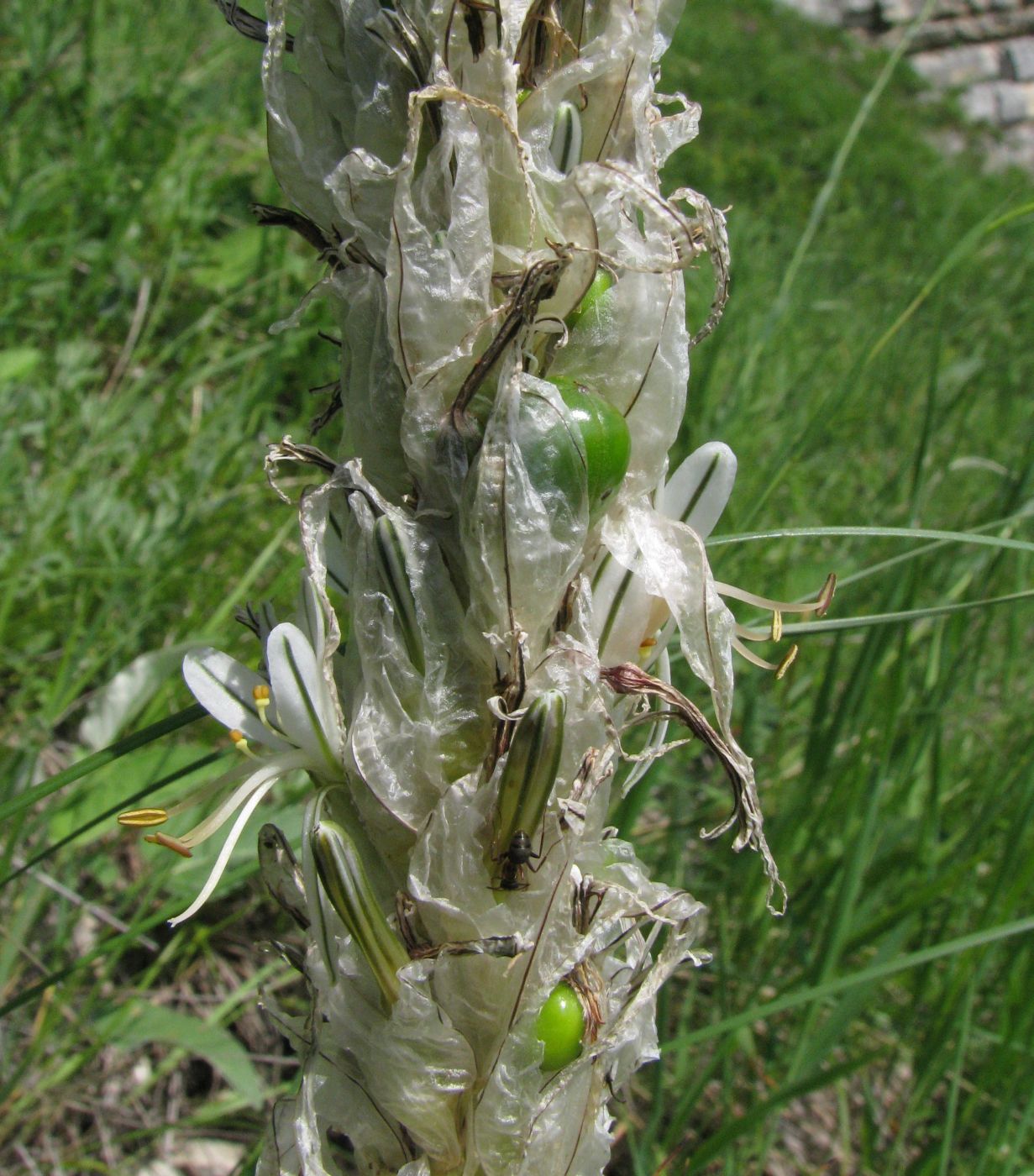 Image of Asphodeline taurica specimen.