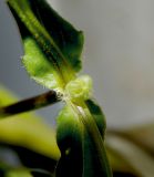 Valerianella turgida