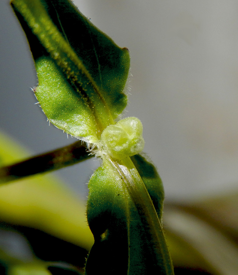 Image of Valerianella turgida specimen.