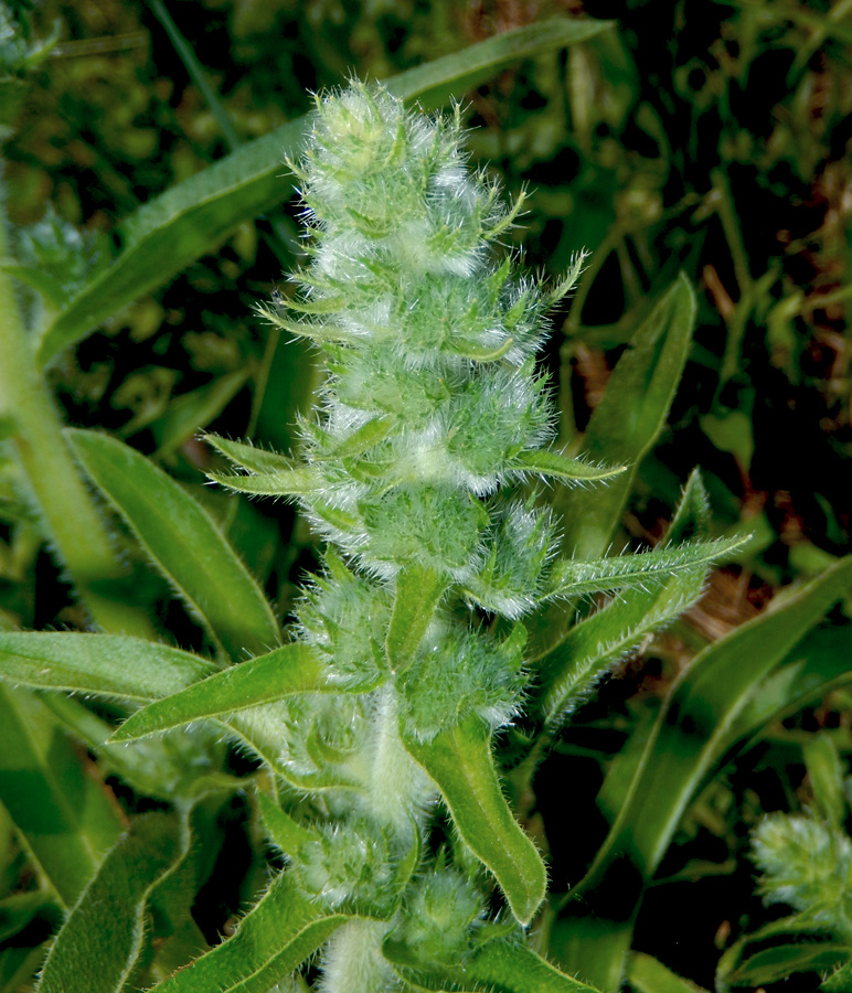 Изображение особи Echium biebersteinii.