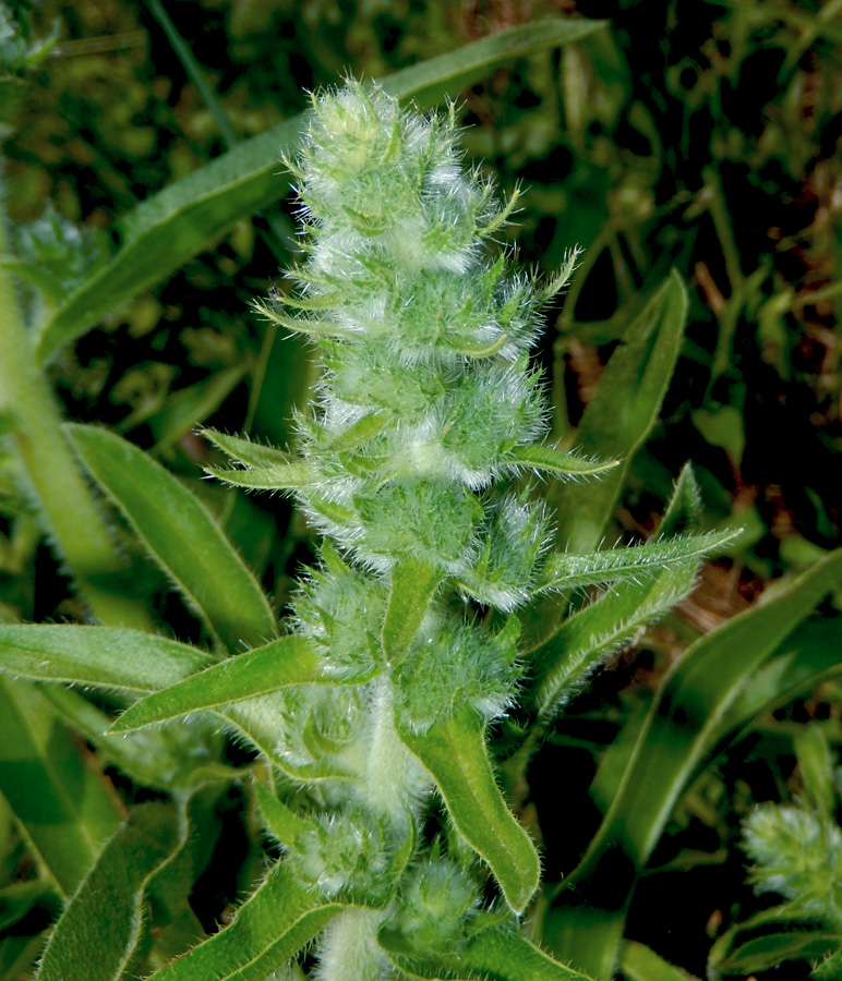 Image of Echium biebersteinii specimen.