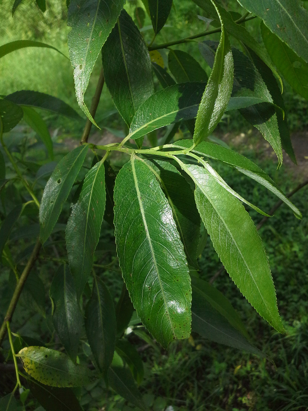 Изображение особи Salix × fragilis.