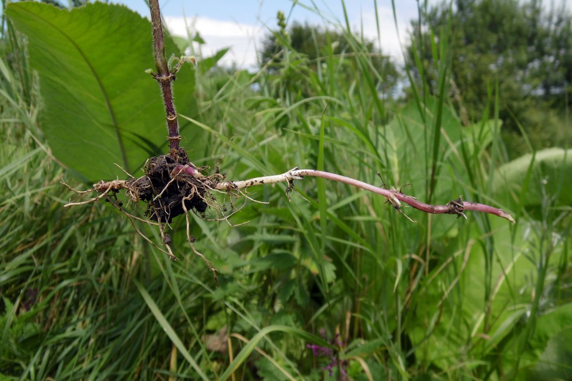 Изображение особи Stachys sylvatica.