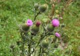 Cirsium vulgare