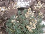 Alyssum lenense. Соплодия. Республика Хакасия, Усть-Абаканский р-н, Подкунинский хребет, степь. 08.07.2016.