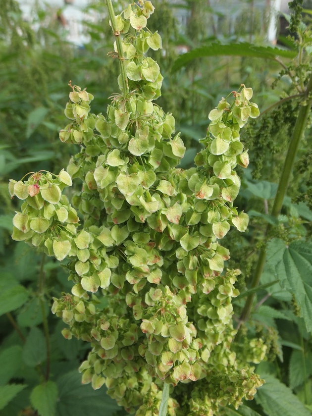 Image of Rumex longifolius specimen.