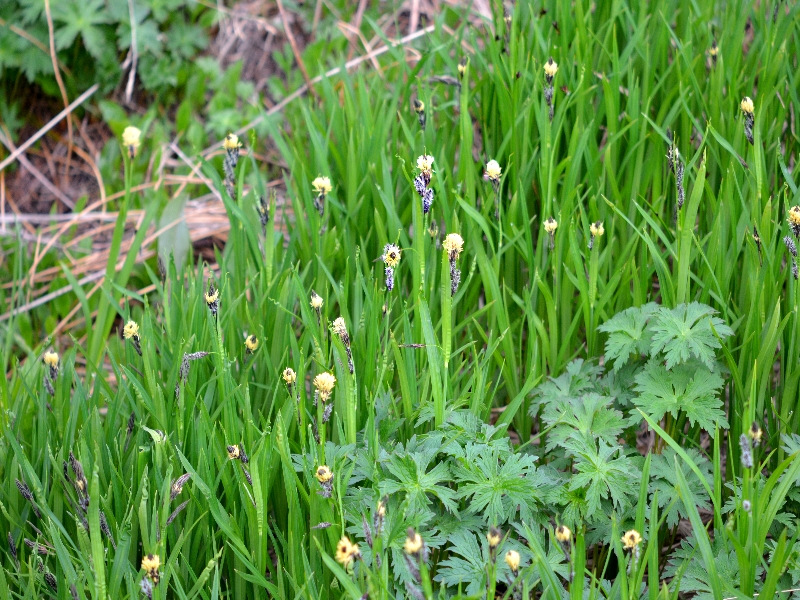 Изображение особи Carex riishirensis.