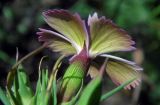 Dianthus imereticus