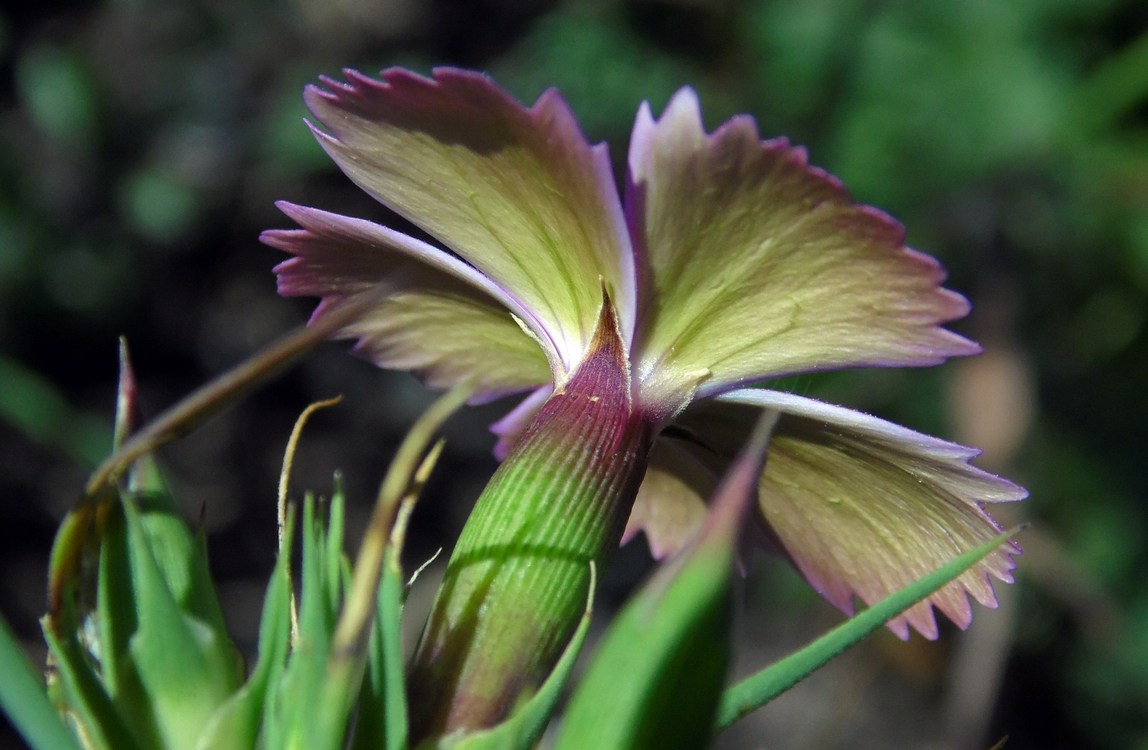 Изображение особи Dianthus imereticus.