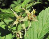 Rubus idaeus