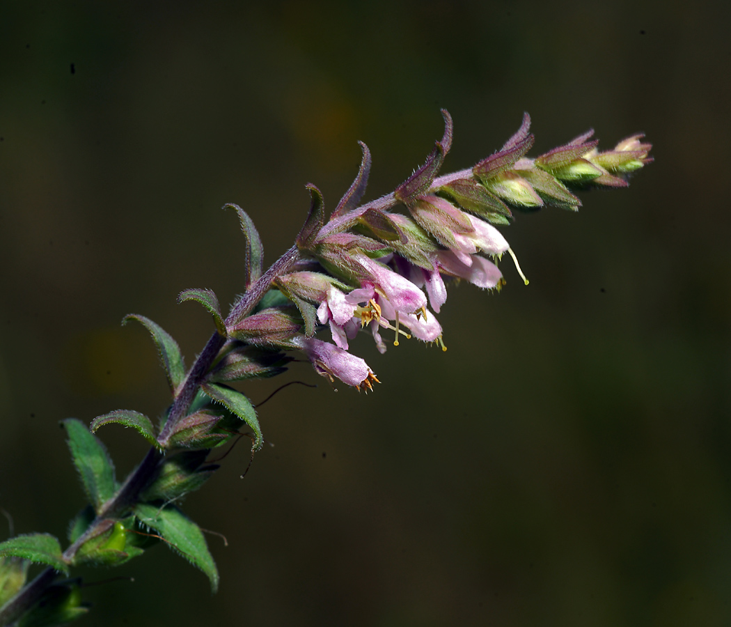 Изображение особи Odontites vulgaris.