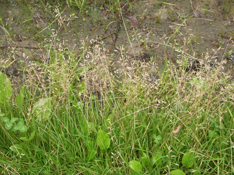 Image of Poa supina specimen.