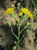 genus Hieracium. Верхушка цветущего растения. Краснодарский край, Абинский р-н, у тропы на гору Западный Папай. 02.09.2016.