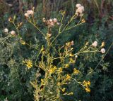 Senecio grandidentatus