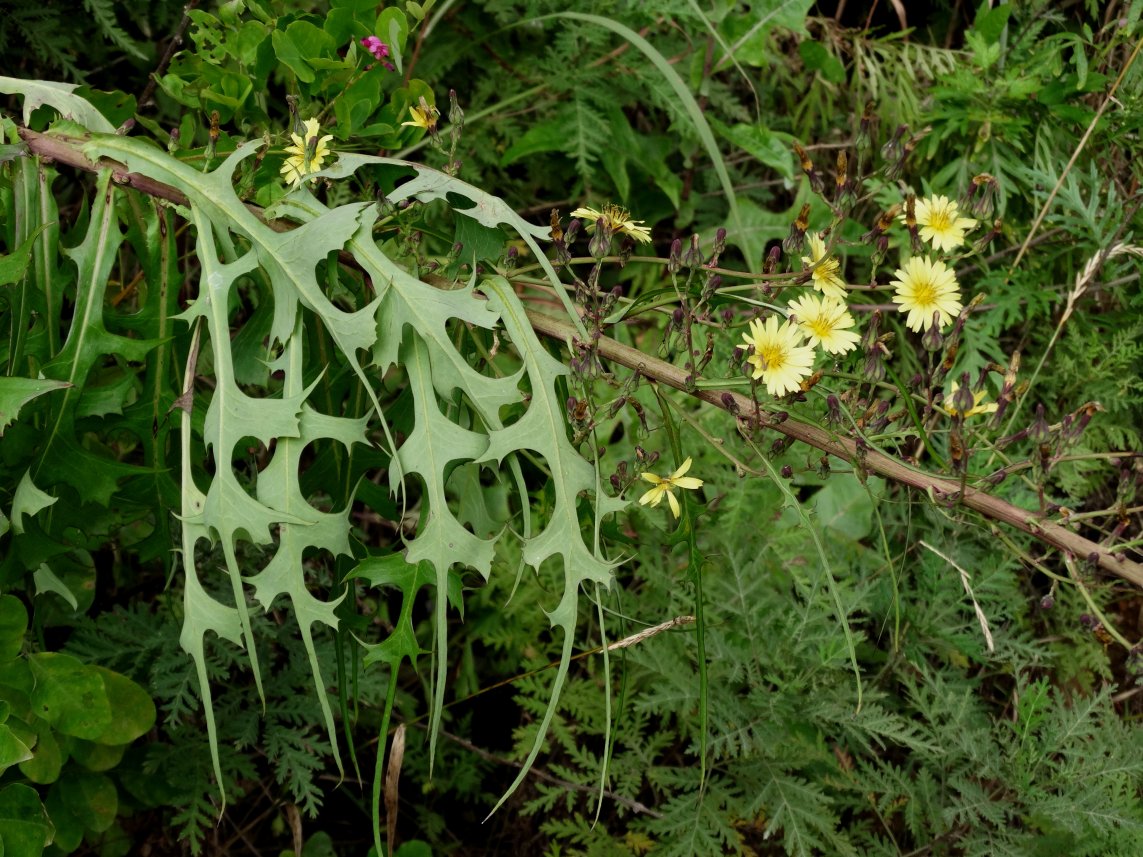 Изображение особи Lactuca indica.