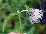 Cirsium kamtschaticum. Верхушка побега с развивающимся и распустившимся соцветиями. Камчатка, горный массив Вачкажец. 18.08.2016.