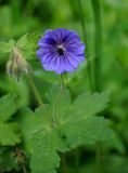 Geranium ibericum. Верхушка побега с цветком и бутонами. Кабардино-Балкария, Эльбрусский р-н, гора Чегет, выс. около 2100 м н.у.м., опушка березняка. 11.07.2016.