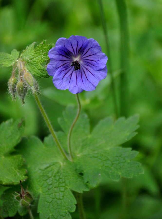 Изображение особи Geranium ibericum.