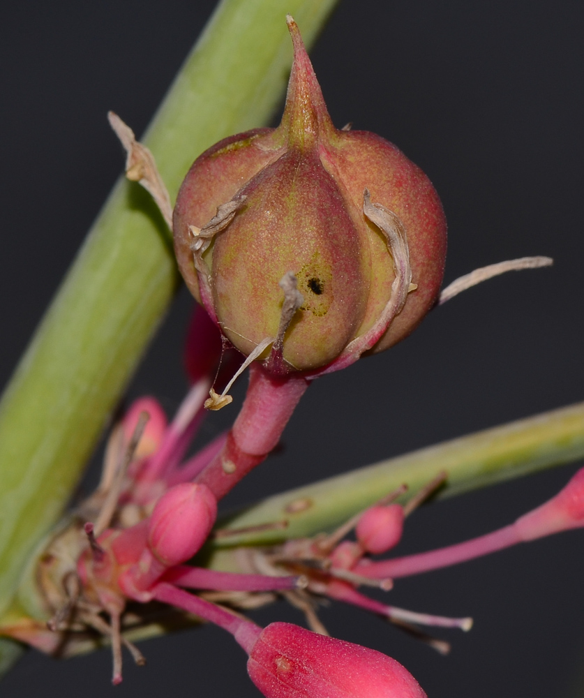 Изображение особи Hesperaloe parviflora.