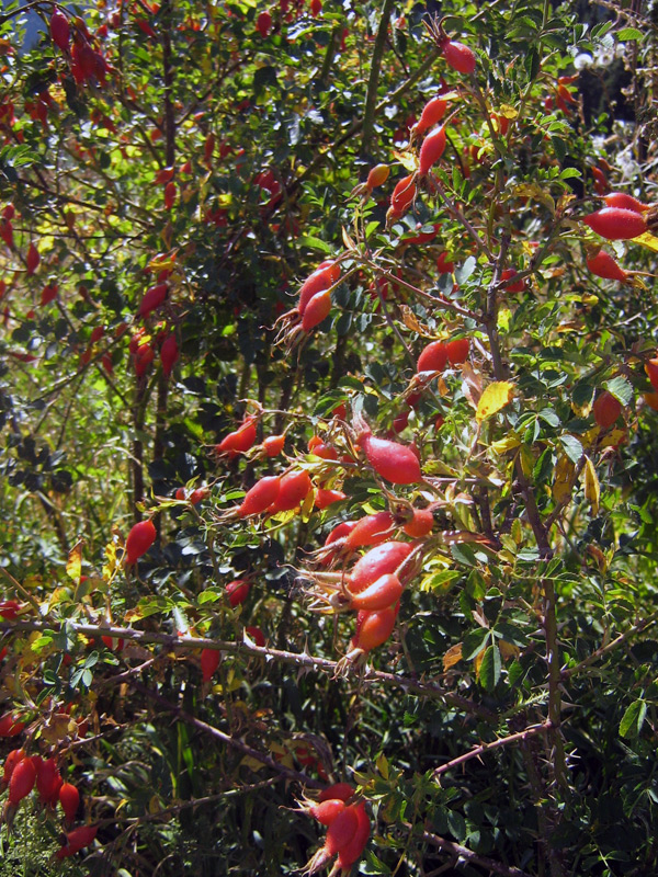 Image of Rosa alberti specimen.
