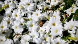 Petunia &times; atkinsiana