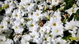 Petunia × hybrida. Цветки. Израиль, г. Бат-Ям, на клумбе. 15.07.2016.