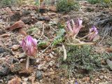 Astragalus infractus. Цветущее и плодоносящее растение. Казахстан, Сев. Тянь-Шань, сев. подножье гор Торайгыр, левая кромка каньона Чарын. 24 мая 2016 г.