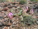 Astragalus infractus