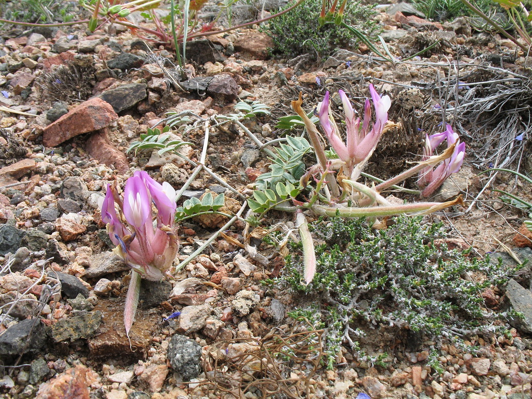 Image of Astragalus infractus specimen.