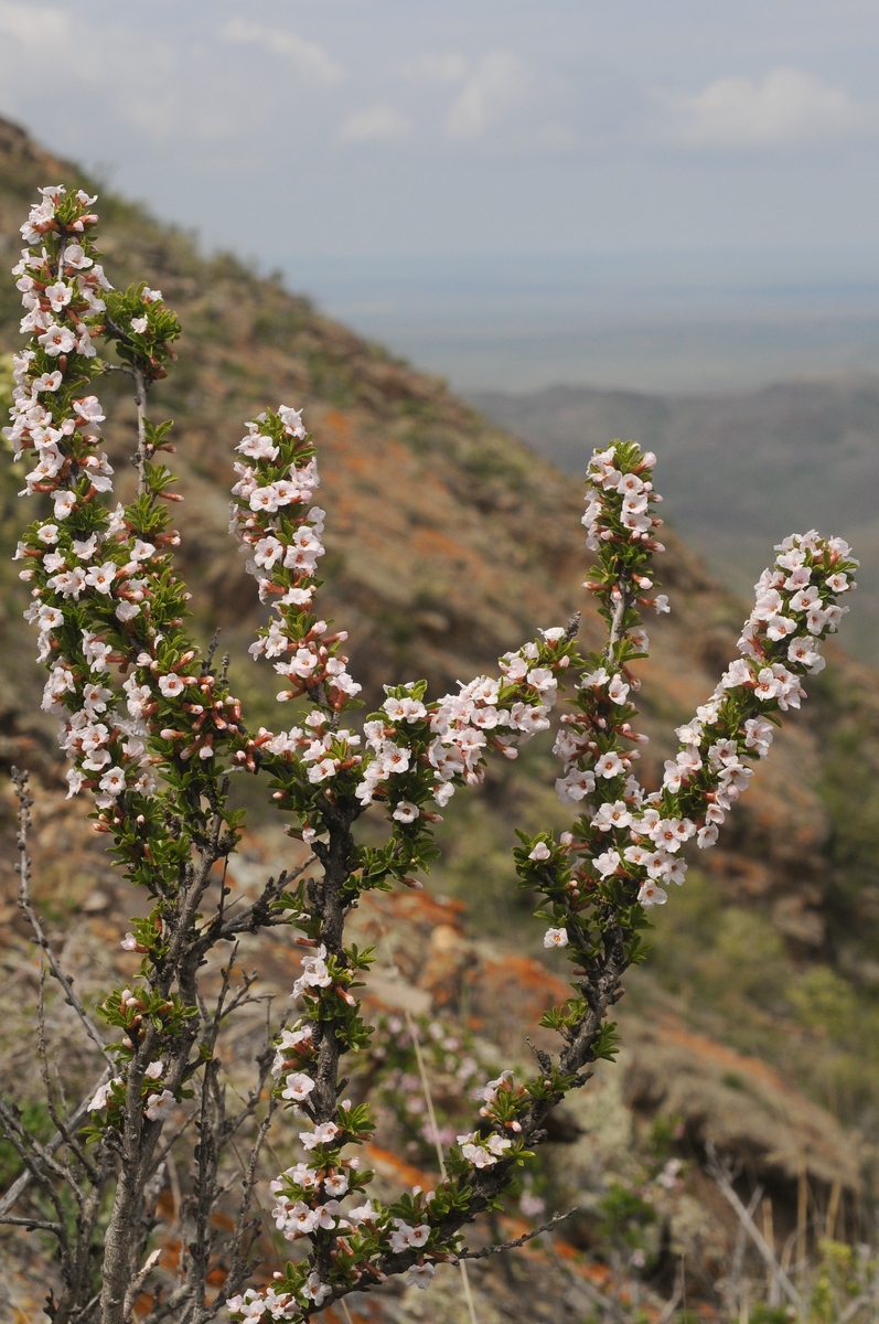 Image of Cerasus tianshanica specimen.