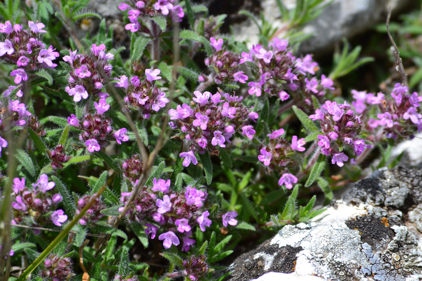 Изображение особи Thymus tauricus.