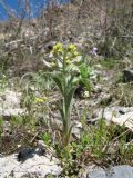 Alyssum simplex