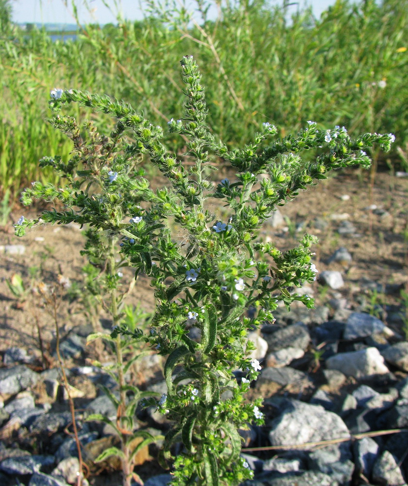 Image of Lappula squarrosa specimen.