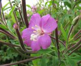 Epilobium hirsutum. Цветок и завязавшиеся плоды. Коми, Сыктывдинский р-н, окр. пос. Еляты, пустырь у дороги. 16.08.2015.