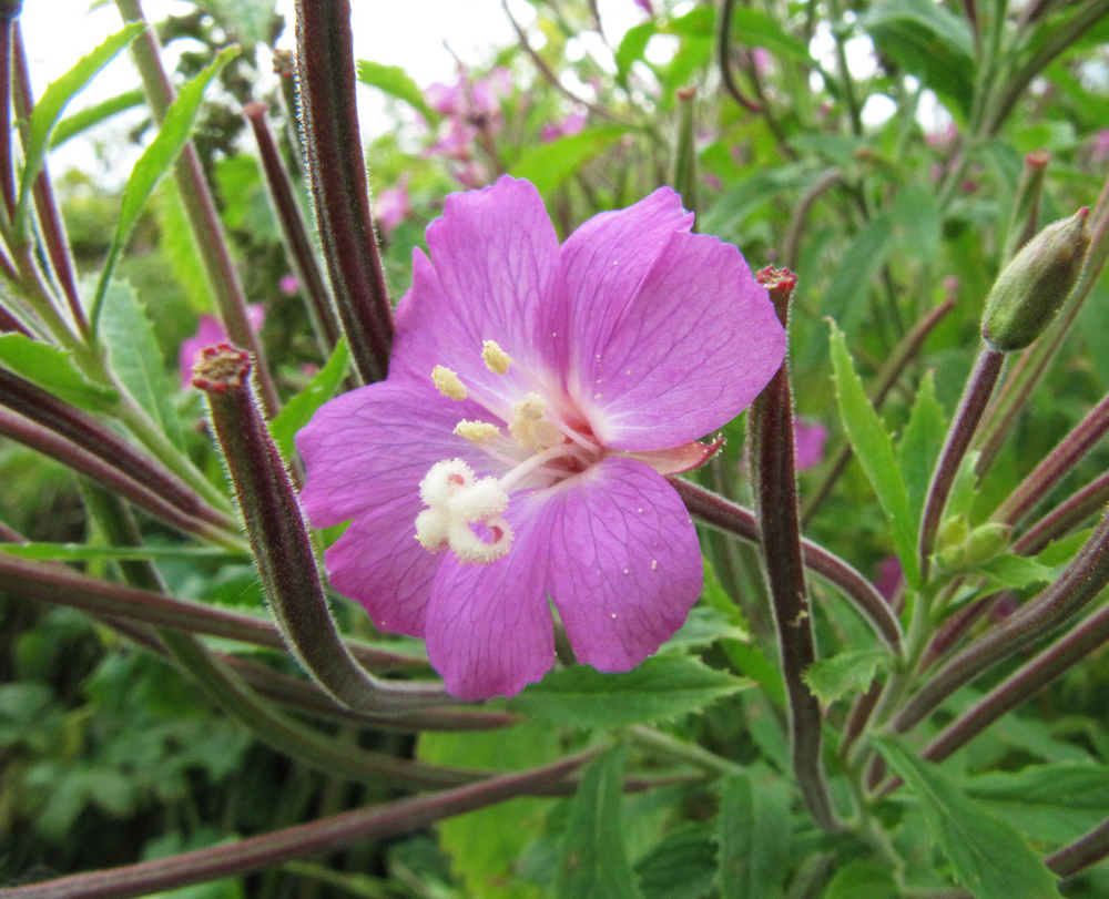 Image of Epilobium hirsutum specimen.