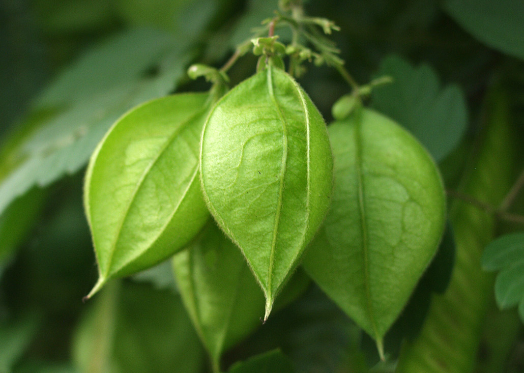 Image of Cardiospermum grandiflorum specimen.