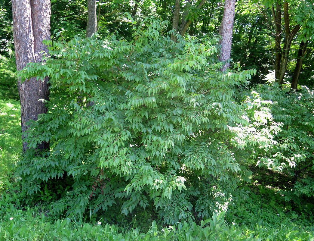 Image of Lonicera maackii specimen.