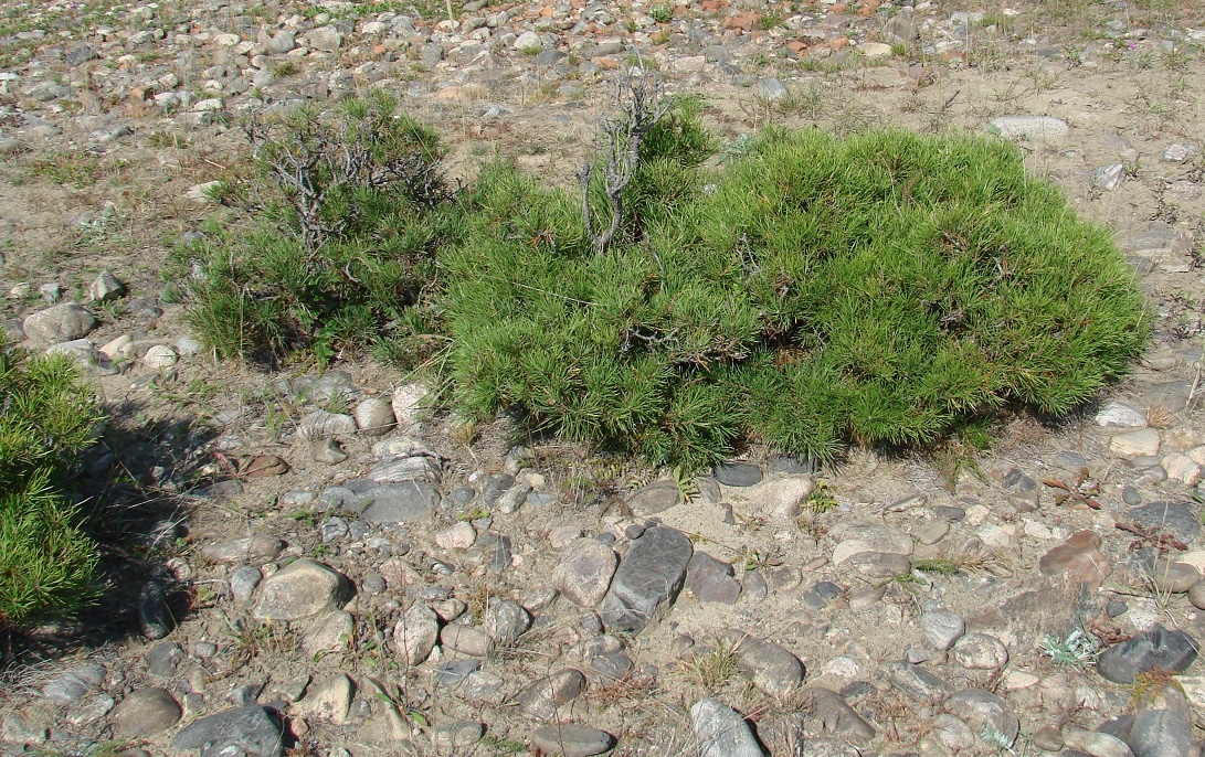 Изображение особи Pinus sibirica.