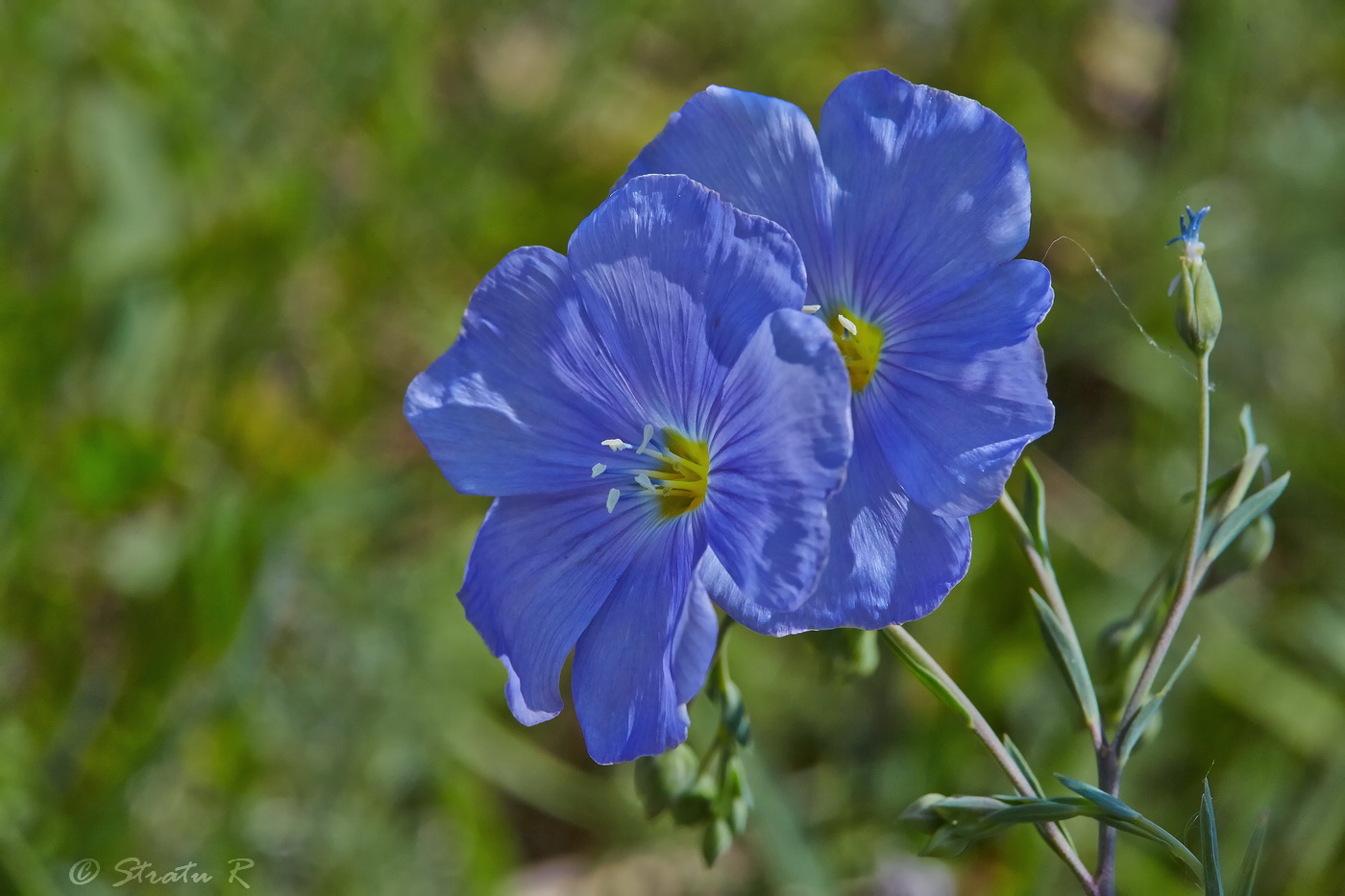 Изображение особи Linum austriacum.