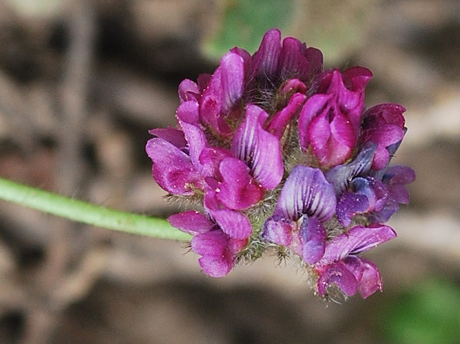 Image of Oxytropis arassanica specimen.