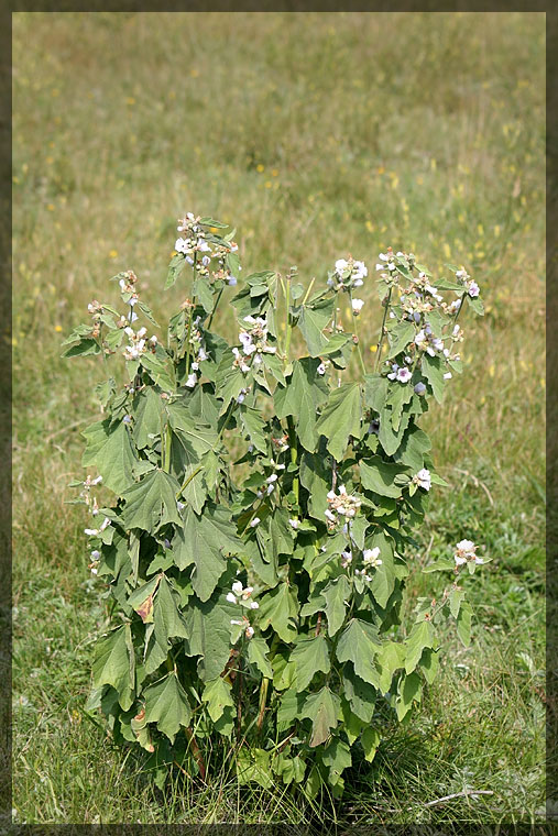 Image of Althaea officinalis specimen.