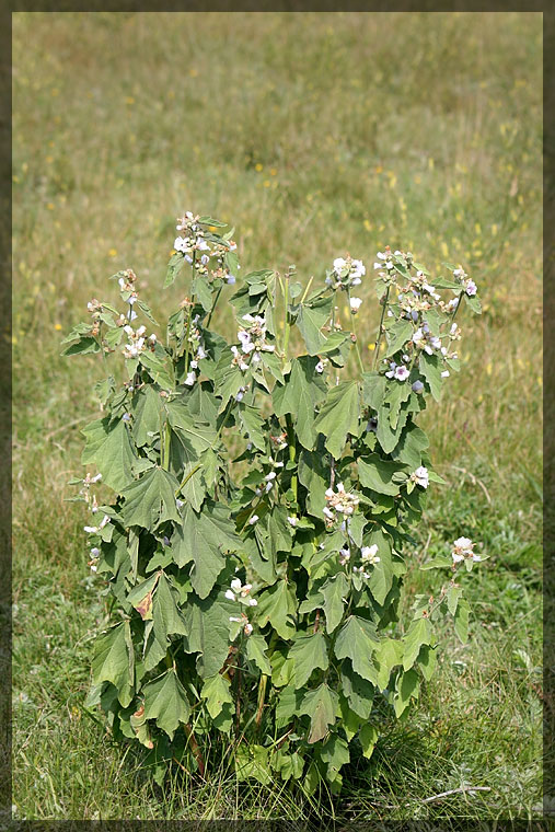 Image of Althaea officinalis specimen.