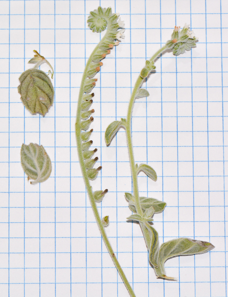 Изображение особи Heliotropium rotundifolium.
